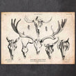 Laden Sie das Bild in den Galerie-Viewer, Deer and moose skulls art
