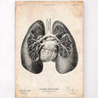 Charger l'image dans la galerie, Lungs anatomy art print
