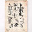 Charger l'image dans la galerie, Human skeleton poster
