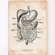 Charger l'image dans la galerie, Digestive system vintage anatomy print - Codex Anatomicus
