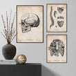 Charger l'image dans la galerie, Anatomy art print - skull, spine, ribcage
