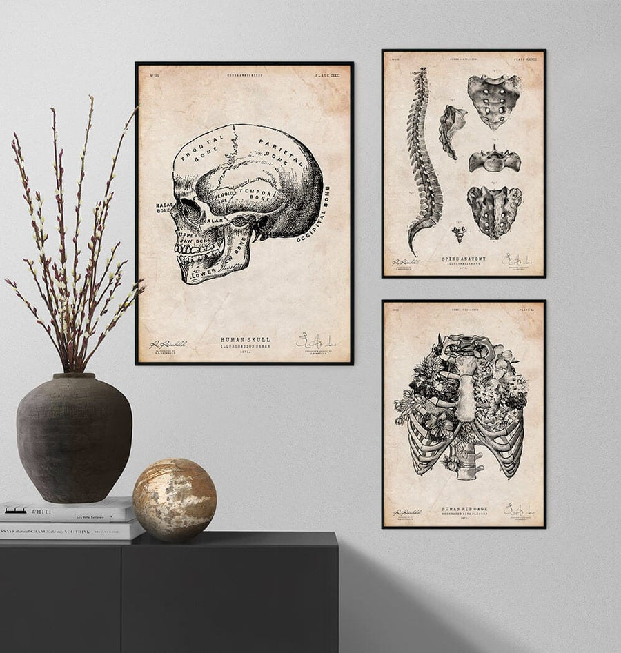 Human skull print IX - Codex Anatomicus