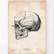 Charger l'image dans la galerie, Anatomical skull poster
