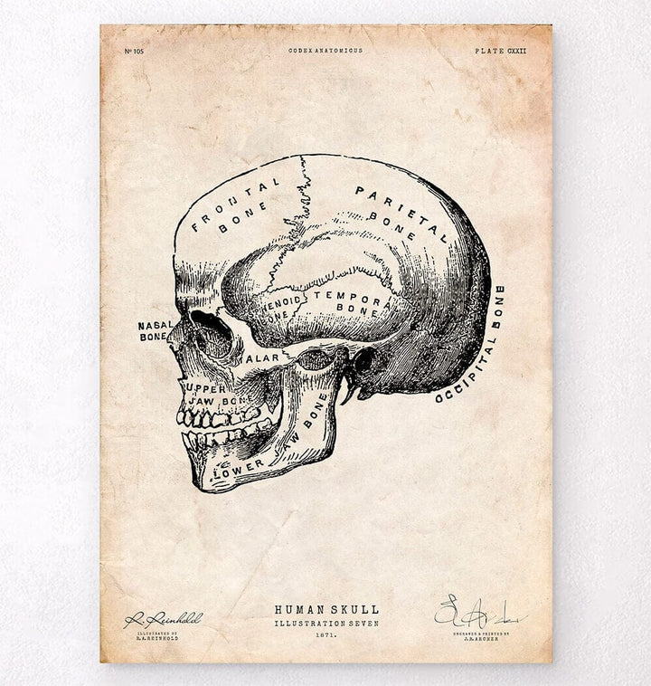 Antique medical book - Anatomy Art - Codex Anatomicus – Tagged