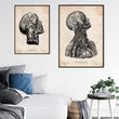 Charger l'image dans la galerie, Anatomy art print
