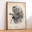 Charger l'image dans la galerie, Kidney anatomy art
