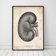Charger l'image dans la galerie, Kidney anatomy art poster by Codex Anatomicus
