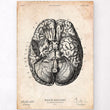 Charger l'image dans la galerie, Brain art anatomy poster
