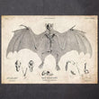 Charger l'image dans la galerie, Bat anatomy art print
