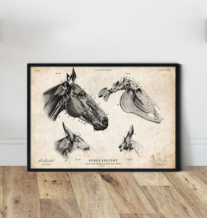 Grand Crâne De Cheval Sauvage Peint à La Main – Avec Mâchoire, 24″, Artiste BC