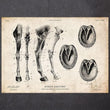 Charger l'image dans la galerie, Horse anatomy art poster
