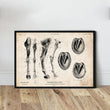 Charger l'image dans la galerie, Horse legs and hooves anatomy poster
