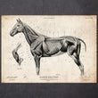 Charger l'image dans la galerie, Horse anatomy poster
