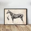 Charger l'image dans la galerie, Horse anatomy poster by Codex Anatomicus
