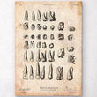 Charger l'image dans la galerie, Antique teeth chart
