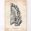 Laden Sie das Bild in den Galerie-Viewer, Teeth anatomy poster
