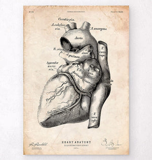 Heart anatomy poster - Vintage - Codex Anatomicus
