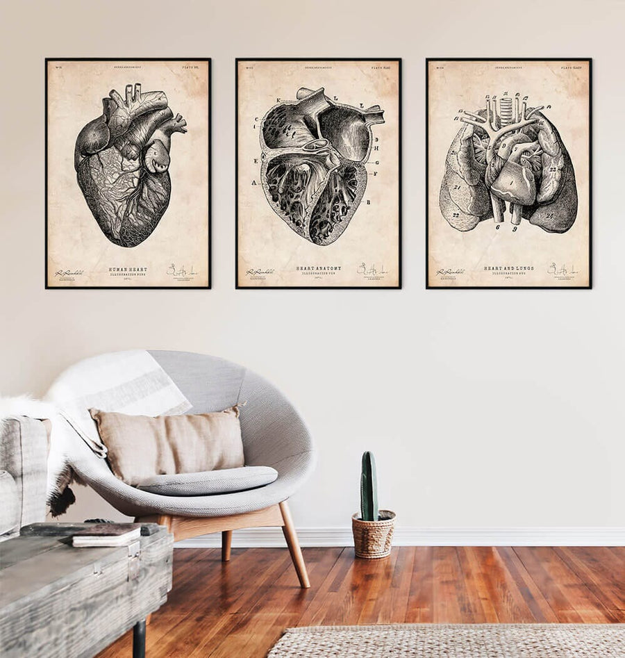 Heart section art print II - Vintage - Codex Anatomicus