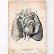 Charger l'image dans la galerie, Heart and Lungs anatomy art
