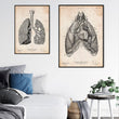 Laden Sie das Bild in den Galerie-Viewer, Anatomy art print
