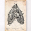 Laden Sie das Bild in den Galerie-Viewer, Heart and Lungs anatomy art poster
