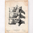 Laden Sie das Bild in den Galerie-Viewer, Anatomy of the spine art print
