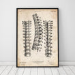 Laden Sie das Bild in den Galerie-Viewer, Spine anatomy print in a black frame by Codex Anatomicus
