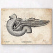 Laden Sie das Bild in den Galerie-Viewer, Pancreas anatomy art print
