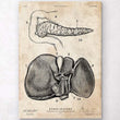 Laden Sie das Bild in den Galerie-Viewer, Pancreas and liver anatomy poster
