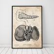 Laden Sie das Bild in den Galerie-Viewer, Pancreas and liver anatomy poster
