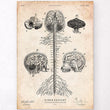 Charger l'image dans la galerie, Central nervous system vintage anatomy poster - Codex Anatomicus
