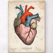 Load image into Gallery viewer, Anatomical heart art print - Colored
