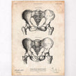 Laden Sie das Bild in den Galerie-Viewer, Male and female pelvis anatomy
