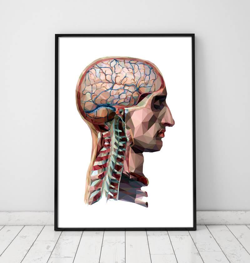 Geometrical head and brain anatomy poster – Codex Anatomicus