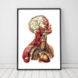 Charger l'image dans la galerie, Anatomical head poster by codex anatomicus
