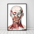 Charger l'image dans la galerie, Geometrical face muscles anatomy poster
