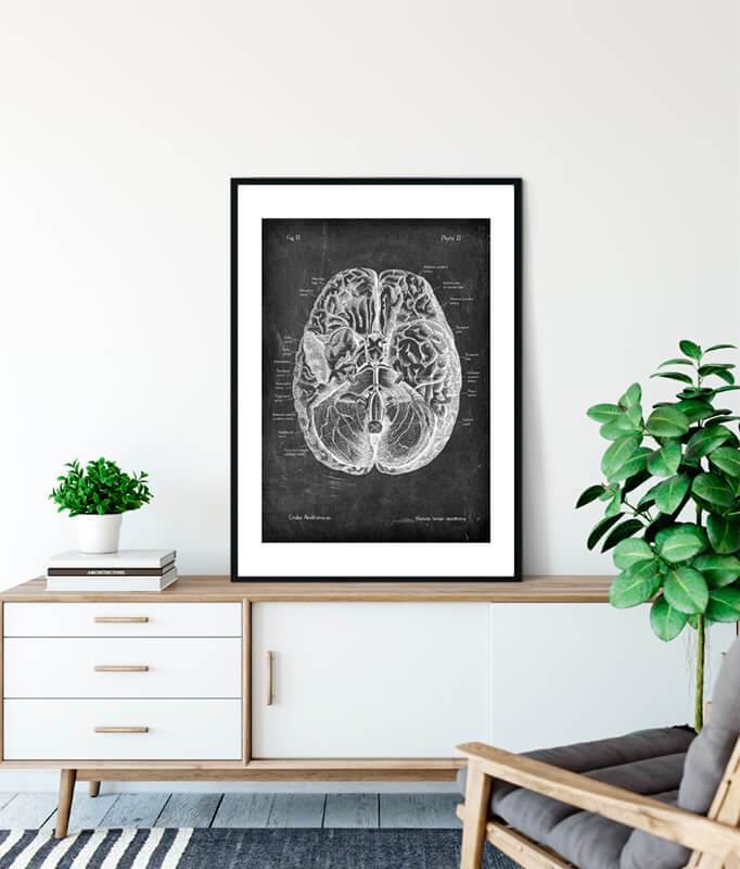Brain anatomy art - Chalkboard Style - Codex Anatomicus