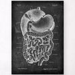 Charger l'image dans la galerie, Digestive system anatomy art
