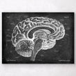 Charger l'image dans la galerie, Brain anatomy poster
