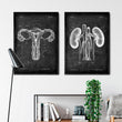 Charger l'image dans la galerie, Urinary system anatomy poster
