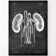 Charger l'image dans la galerie, Kidneys anatomy chart
