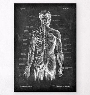 Gravures Sur Bois Anatomiques Du XVIIe Siècle (vers 1600) - Représentation Musculature Homme - 4 Planches + Feuille De Texte - Occasion