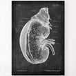Load image into Gallery viewer, Kidney with adrenal gland anatomy poster
