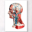 Charger l'image dans la galerie, Human head anatomy
