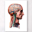 Charger l'image dans la galerie, Head and brain anatomy
