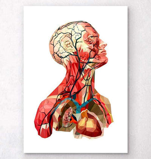 Anatomical head poster - Codex Anatomicus