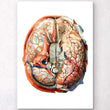 Charger l'image dans la galerie, Geometrical brain anatomy art
