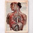 Charger l'image dans la galerie, Human anatomy dictionary art
