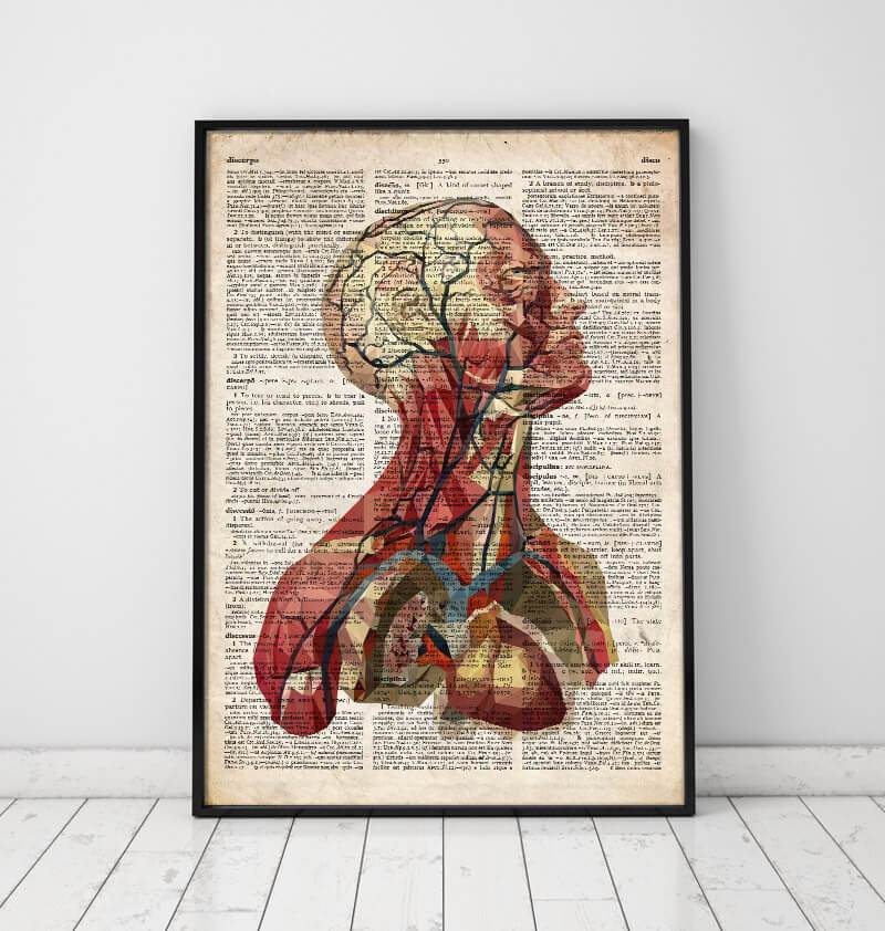 Geometric head anatomy II - Old dictionary page - Codex Anatomicus