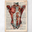 Charger l'image dans la galerie, Human torso anatomy
